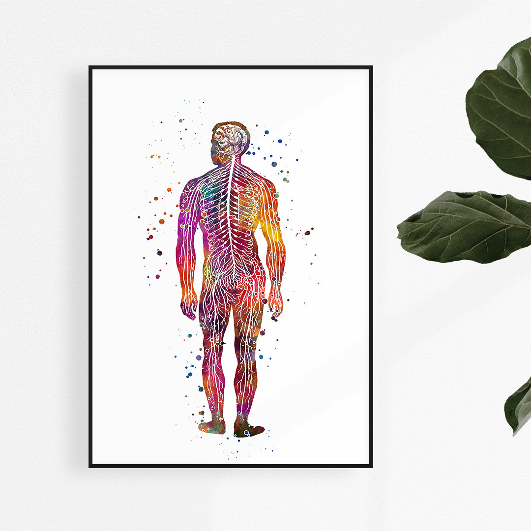 Colorful watercolor print of the human nervous system, ideal decor for neurology clinics or medical offices.