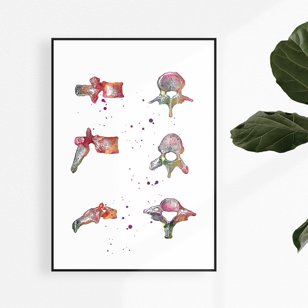 Vertebrae Spine Bones Anatomical Watercolor Art Print