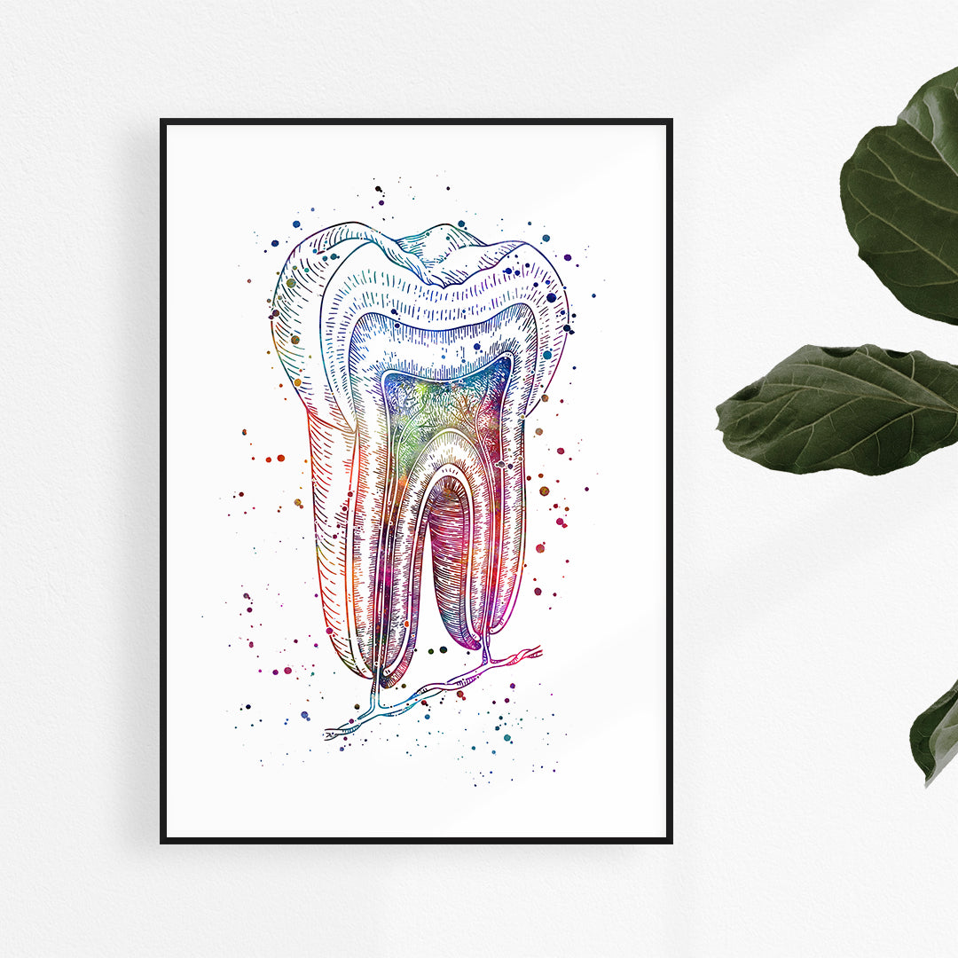 Tooth anatomy watercolor print for dentist office or dental student gift