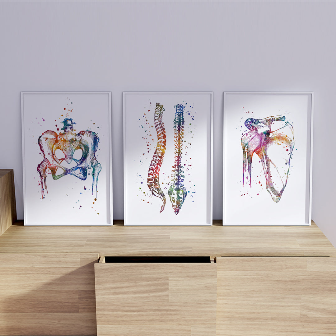 Stunning anatomy art set for physiotherapy and chiropractic offices, featuring colorful watercolor prints of the pelvis, spine, and shoulder joint.