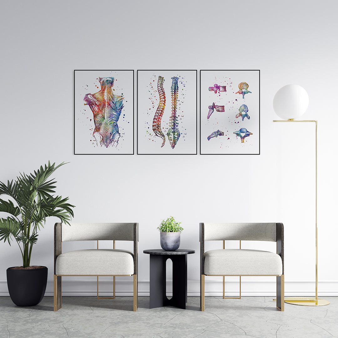 Set of 3 Anatomy Prints - Back Muscles Spine and Vertebrae