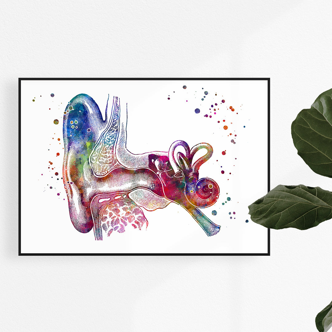 Ear Anatomy Print - Colorful Watercolor Artwork
