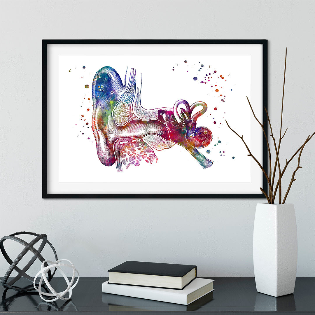 Ear anatomy art in vibrant watercolor, a unique decor piece for medical or study rooms