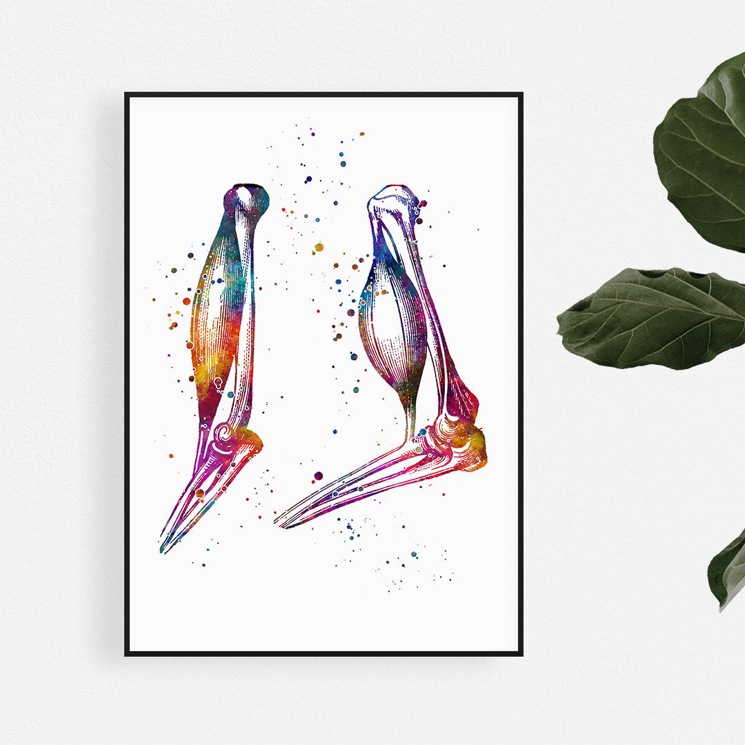 Biceps Arm Muscle Anatomy Art Watercolor Print