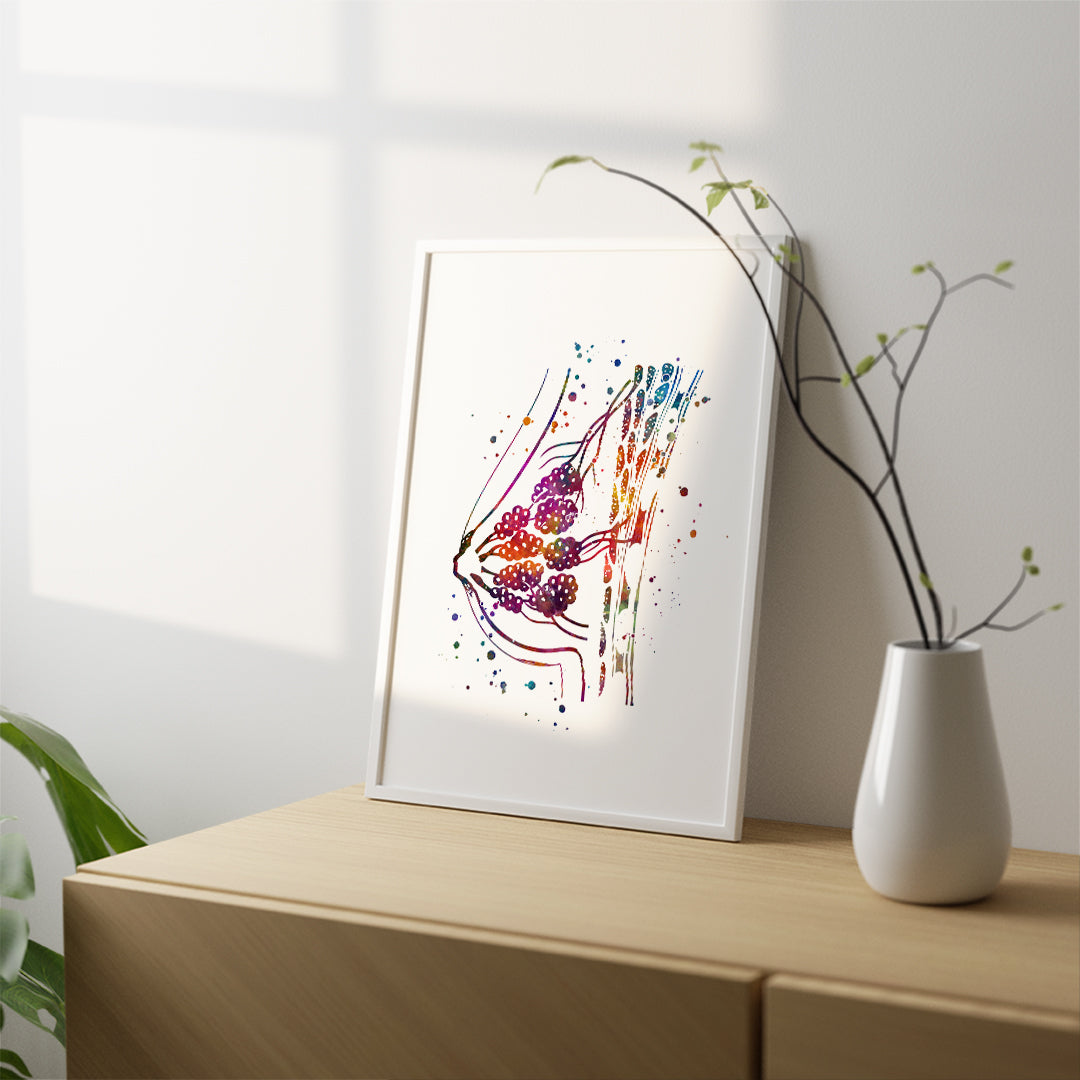 Watercolor artwork depicting women's breast anatomy, combining artistry with educational insights for medical settings