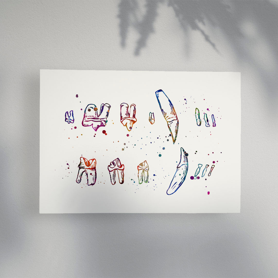 Multicolored cat teeth chart print, perfect for education or decor.