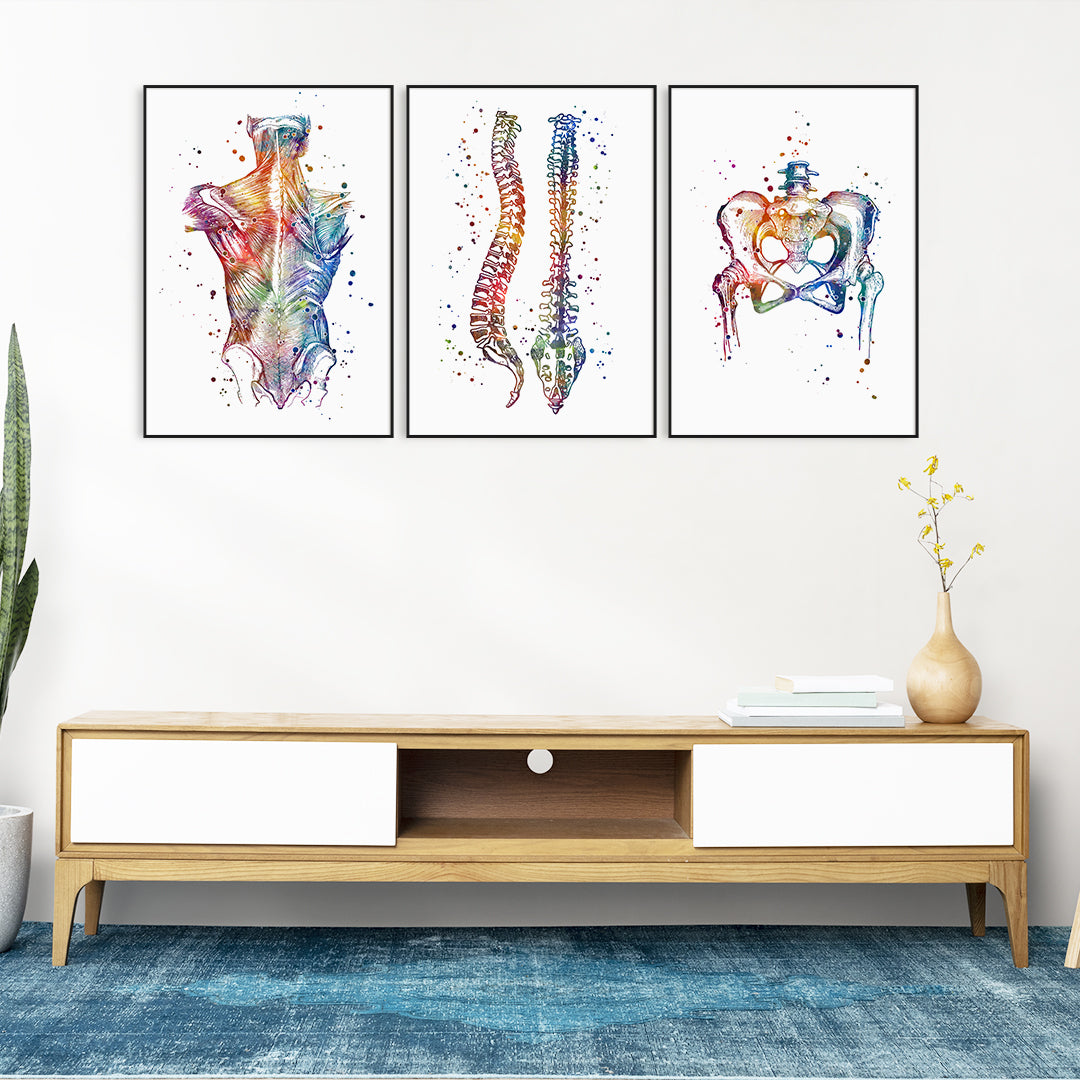 Chiropractic Art Set of 3 Anatomical Prints