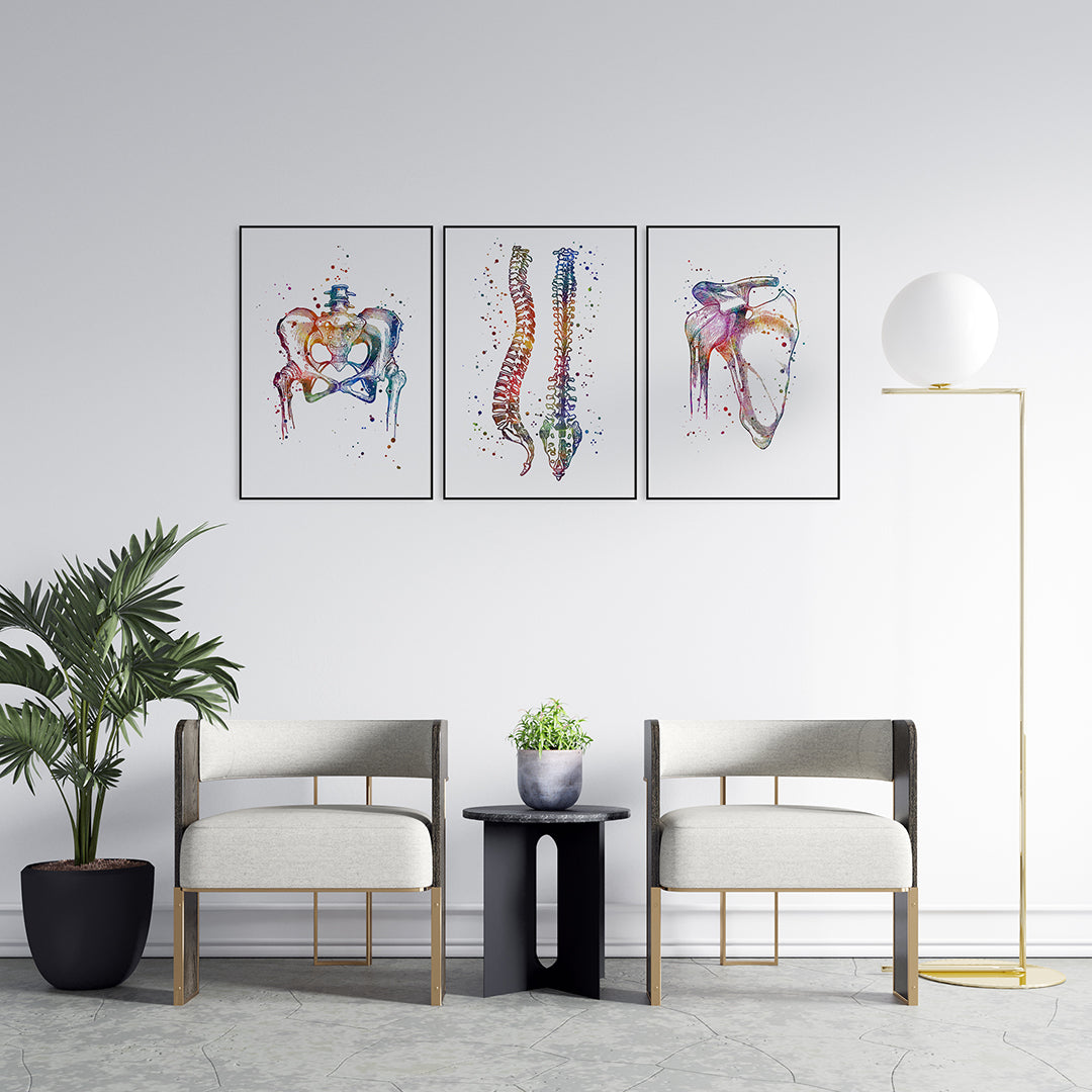 Modern anatomy wall art set showcasing pelvis, spine, and shoulder joint watercolor prints for medical professionals and students.