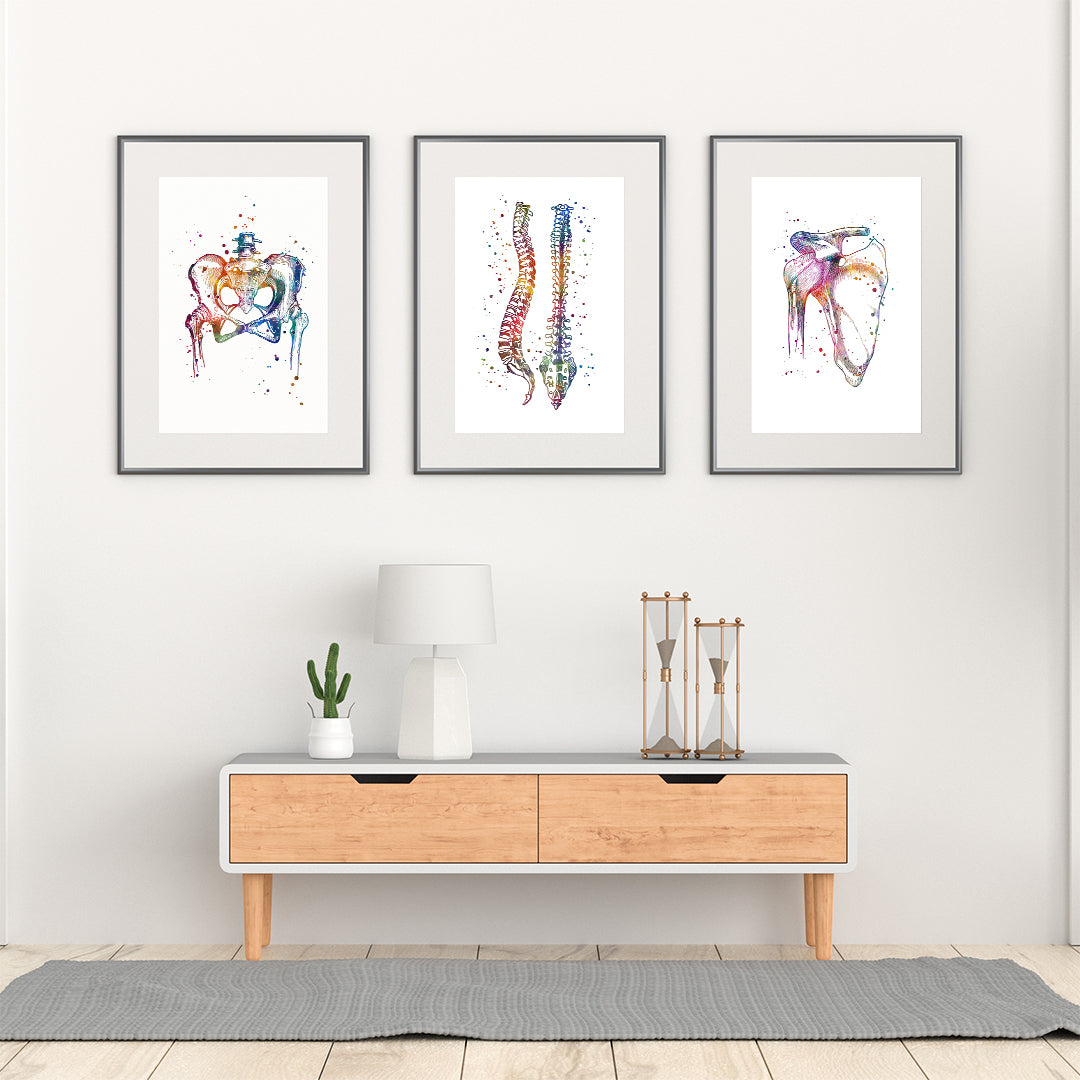 Colorful chiropractic art prints of the pelvis, spine, and shoulder joint, perfect for clinics, orthopedic spaces, or anatomy enthusiasts.