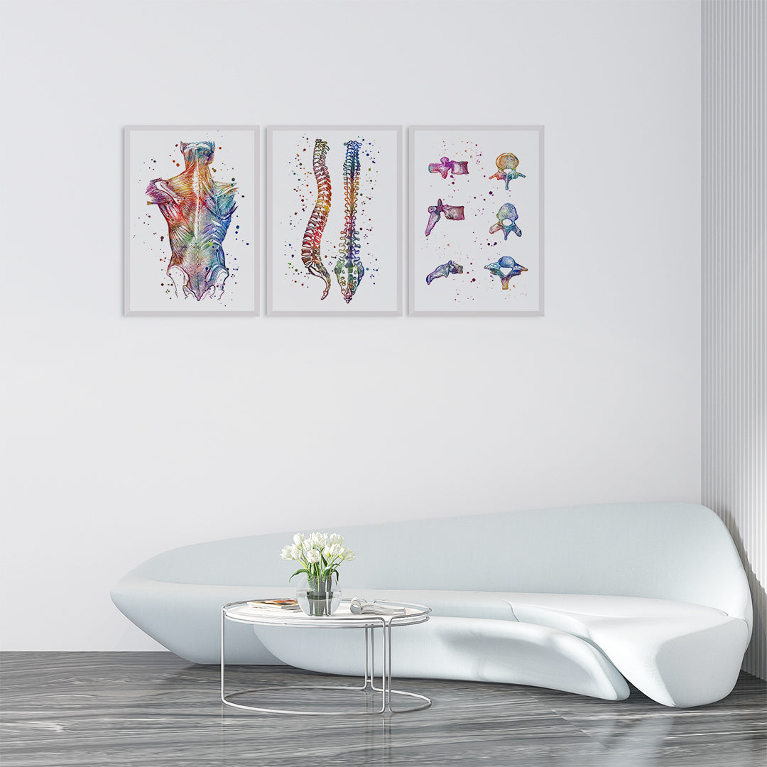 Set of 3 anatomy-themed watercolor prints for chiropractic office walls.