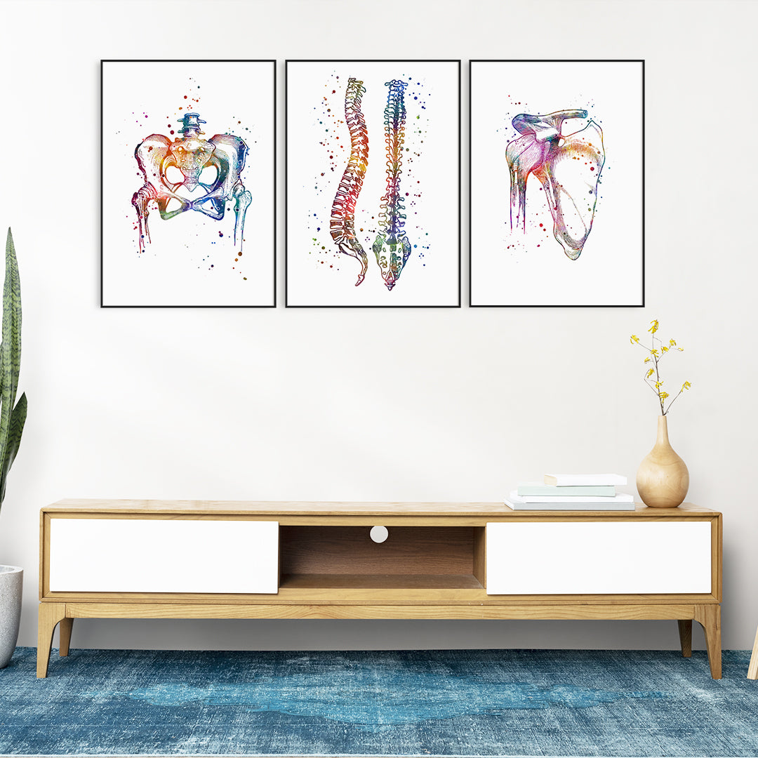 Pelvis, spine, and shoulder joint watercolor anatomy art for physiotherapy and chiropractic clinics, modern orthopedic wall decor.