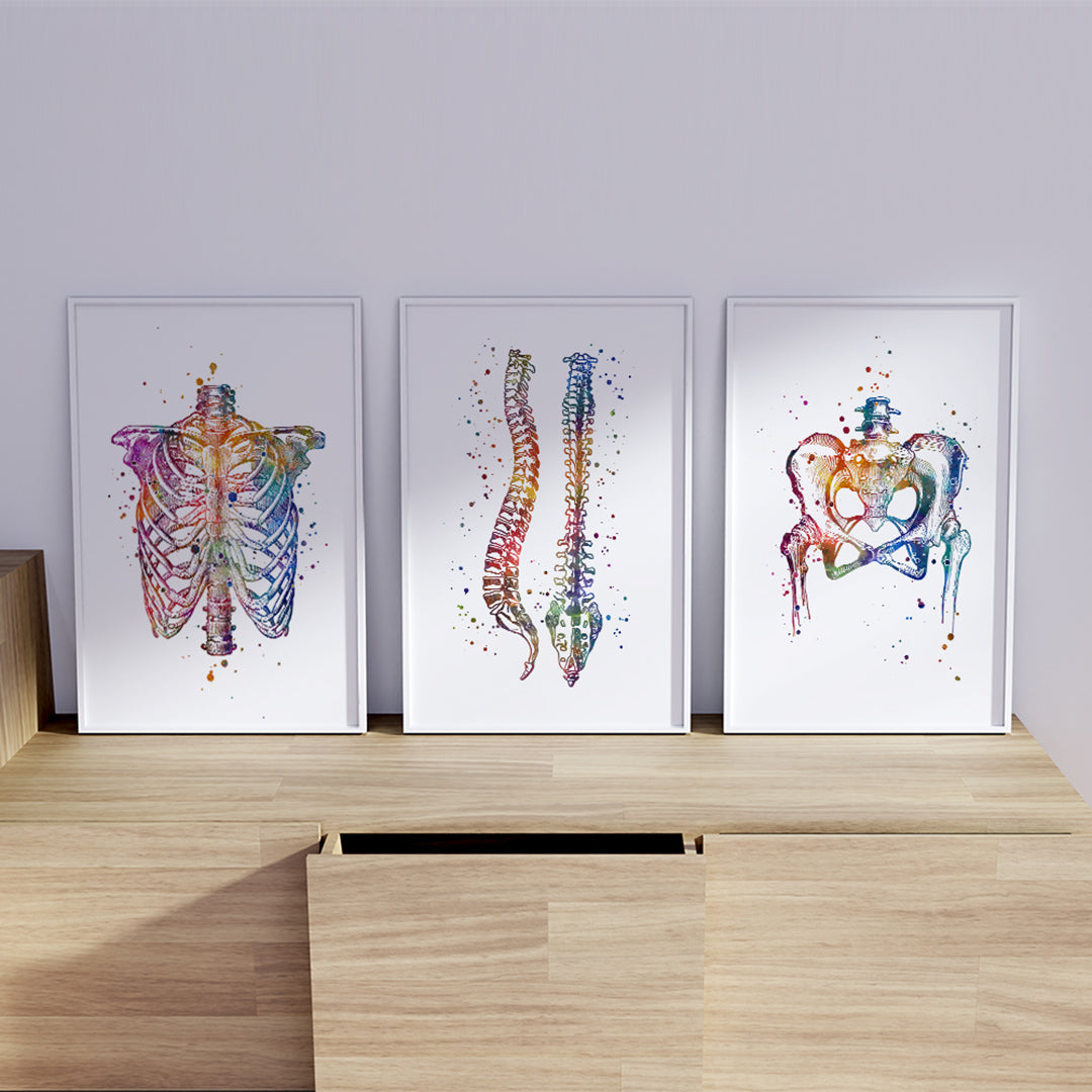 Set of three anatomy art prints for chiropractors, physiotherapy offices, or clinics.