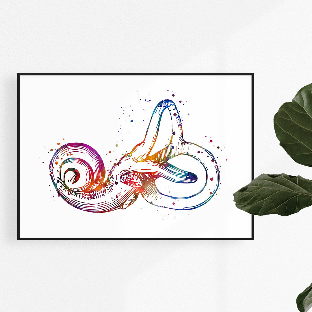 Bony Labyrinth Art Print Otolaryngologist and ENT Decor