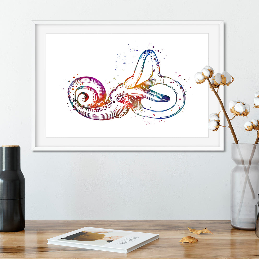 Detailed Bony Labyrinth art print for otolaryngology and hearing science decor.