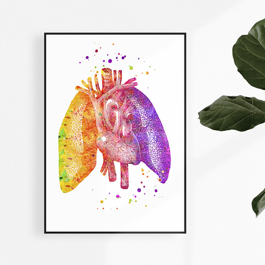 Lungs And Heart, Human Anatomy Art Print