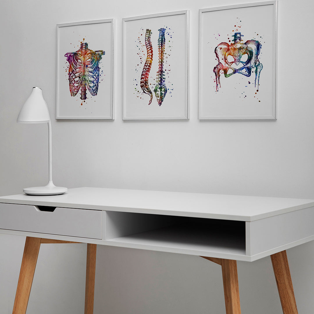 Rib cage, pelvis, and spine watercolor art for chiropractor office decoration.