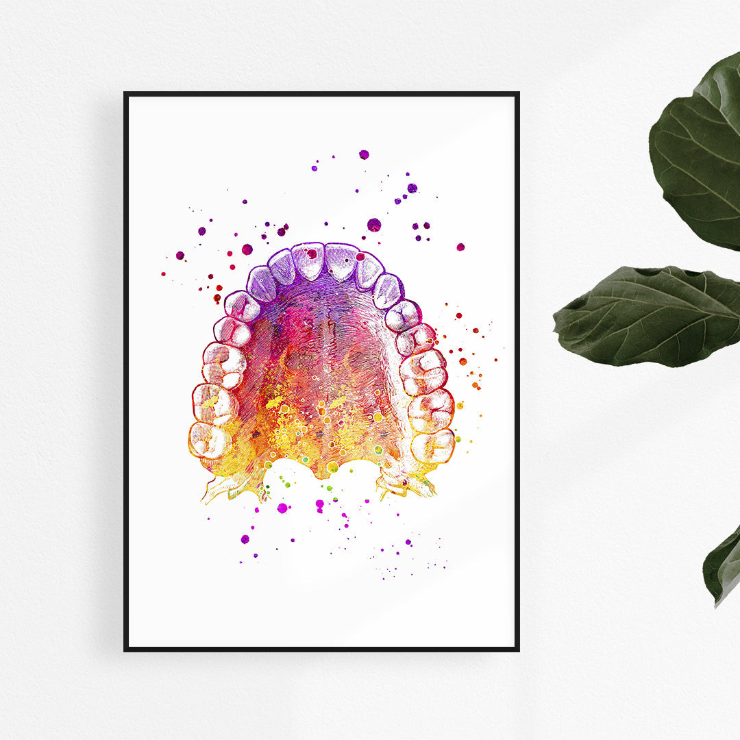 Teeth and Palate Anatomy Print – Dental Office Wall Art