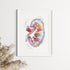 Watercolor kidney cross section poster, a unique medical art piece for doctors' offices and clinics.