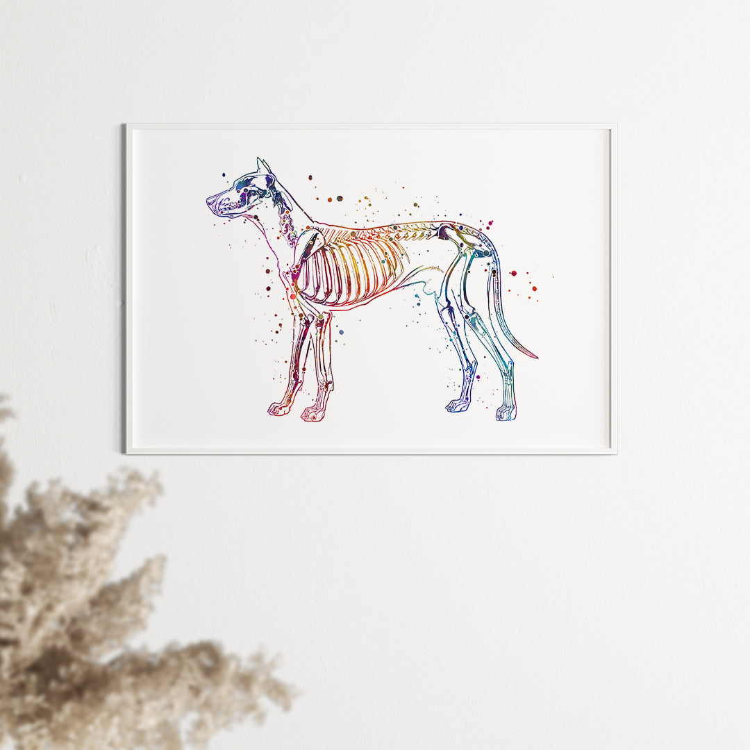 Veterinary wall art with a detailed dog skeletal system in watercolor style.