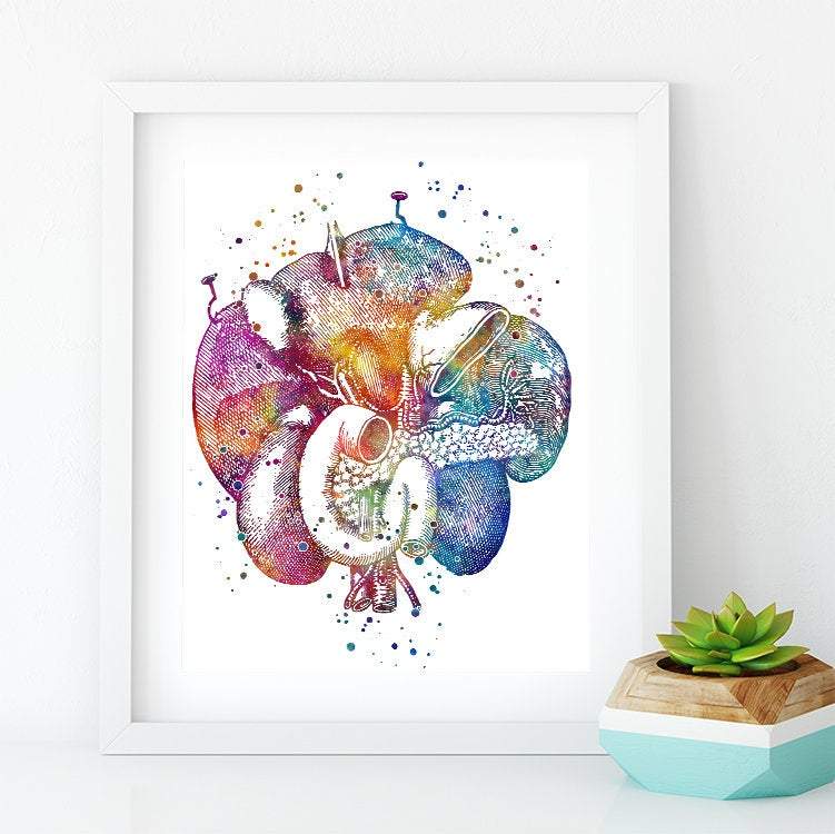 Duodenum Human Internal Organs Watercolor Art Print