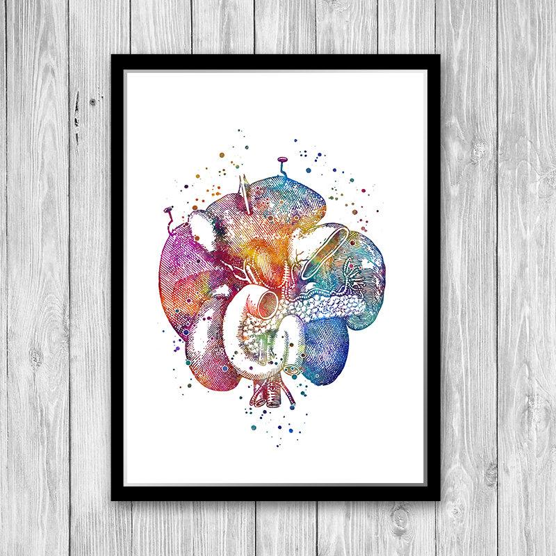 Duodenum Human Internal Organs Watercolor Art Print