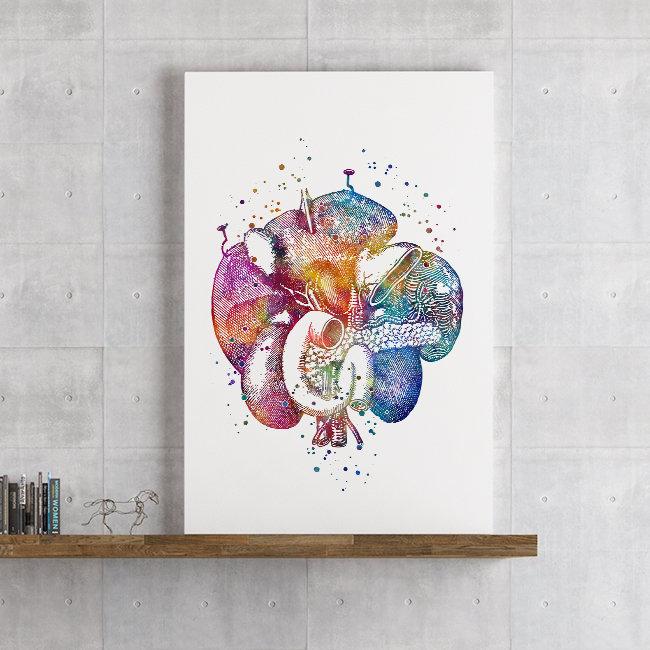 Duodenum Human Internal Organs Watercolor Art Print