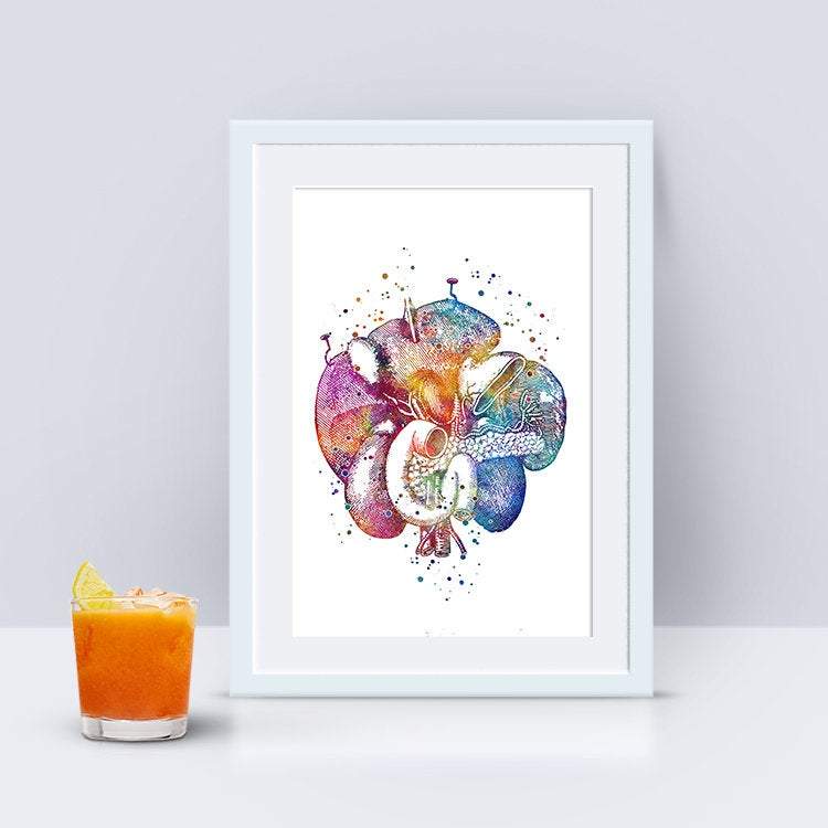Duodenum Human Internal Organs Watercolor Art Print