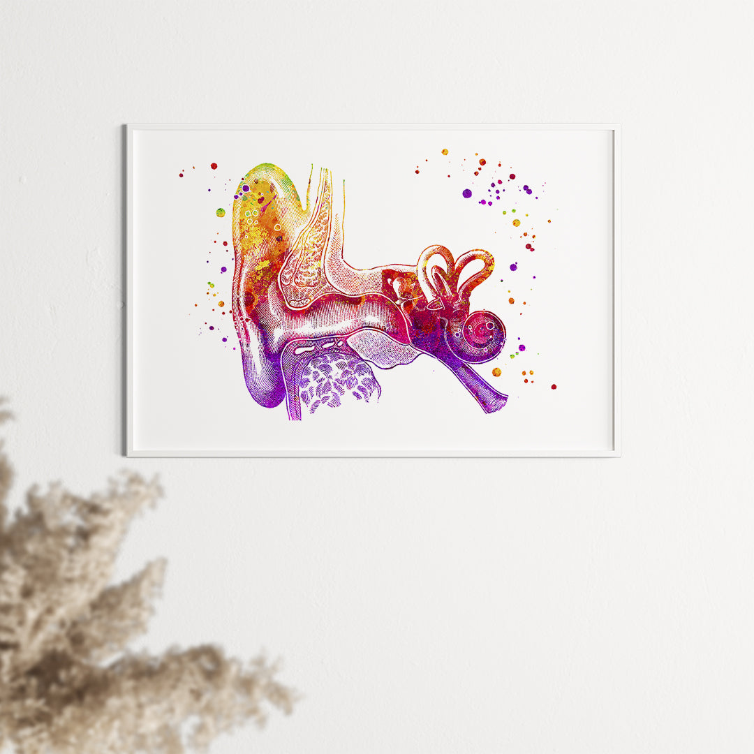 Ear Anatomy Art Print Audiologist Office Decor