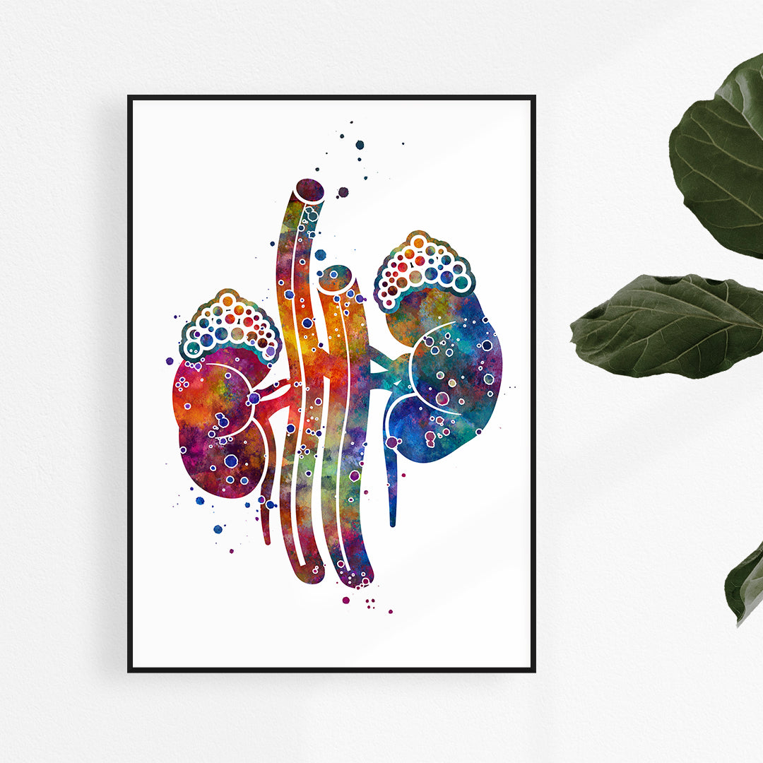 Kidney with adrenal gland watercolor art print for nephrology and endocrinology offices.