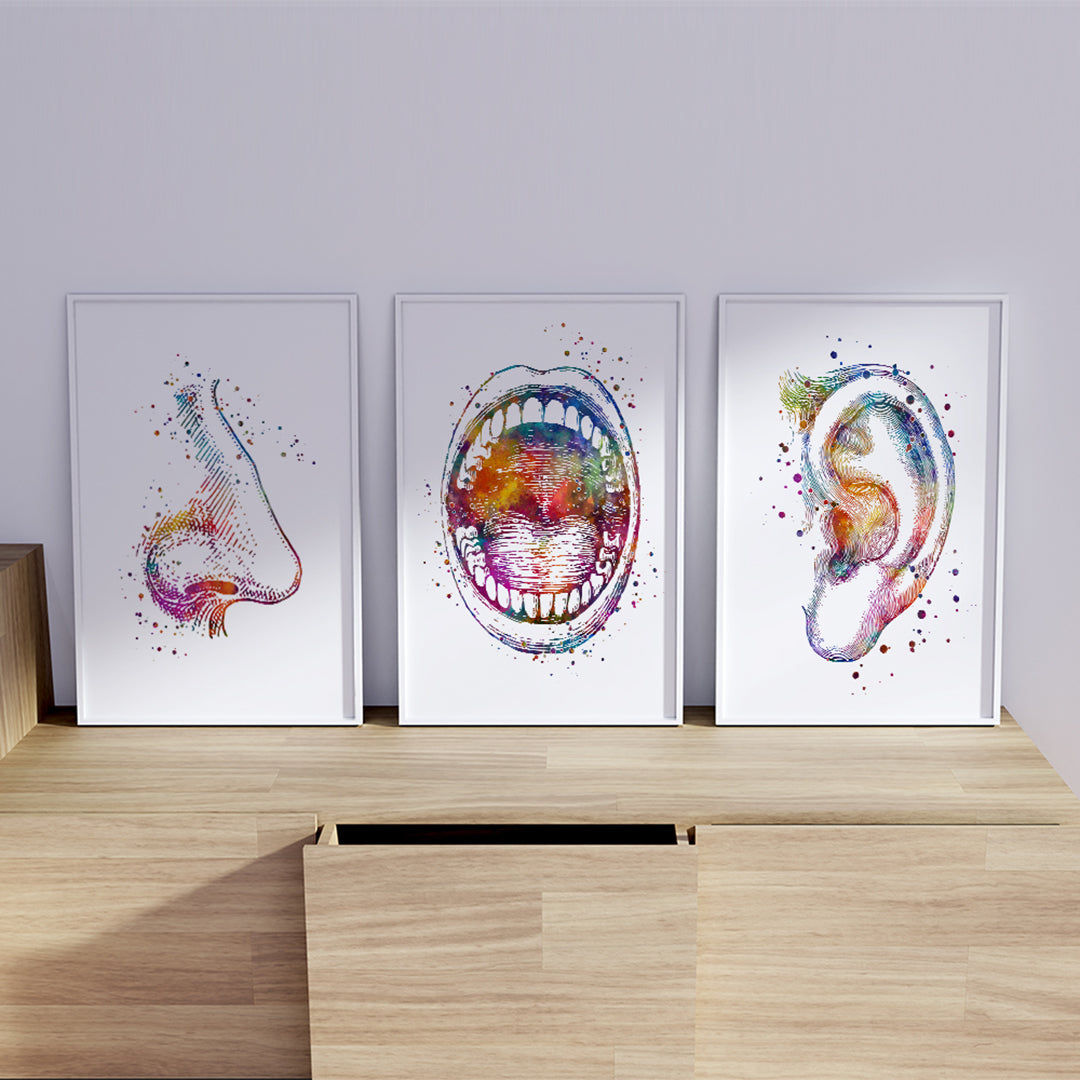 Ear, nose, and throat anatomical watercolor art set, ideal for healthcare decor.