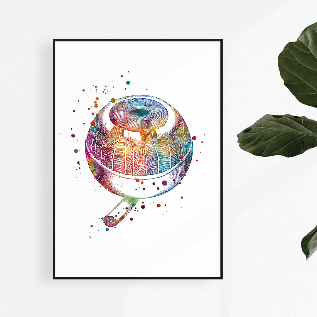 Human Eyeball Anatomy Art Medical Colorful Print
