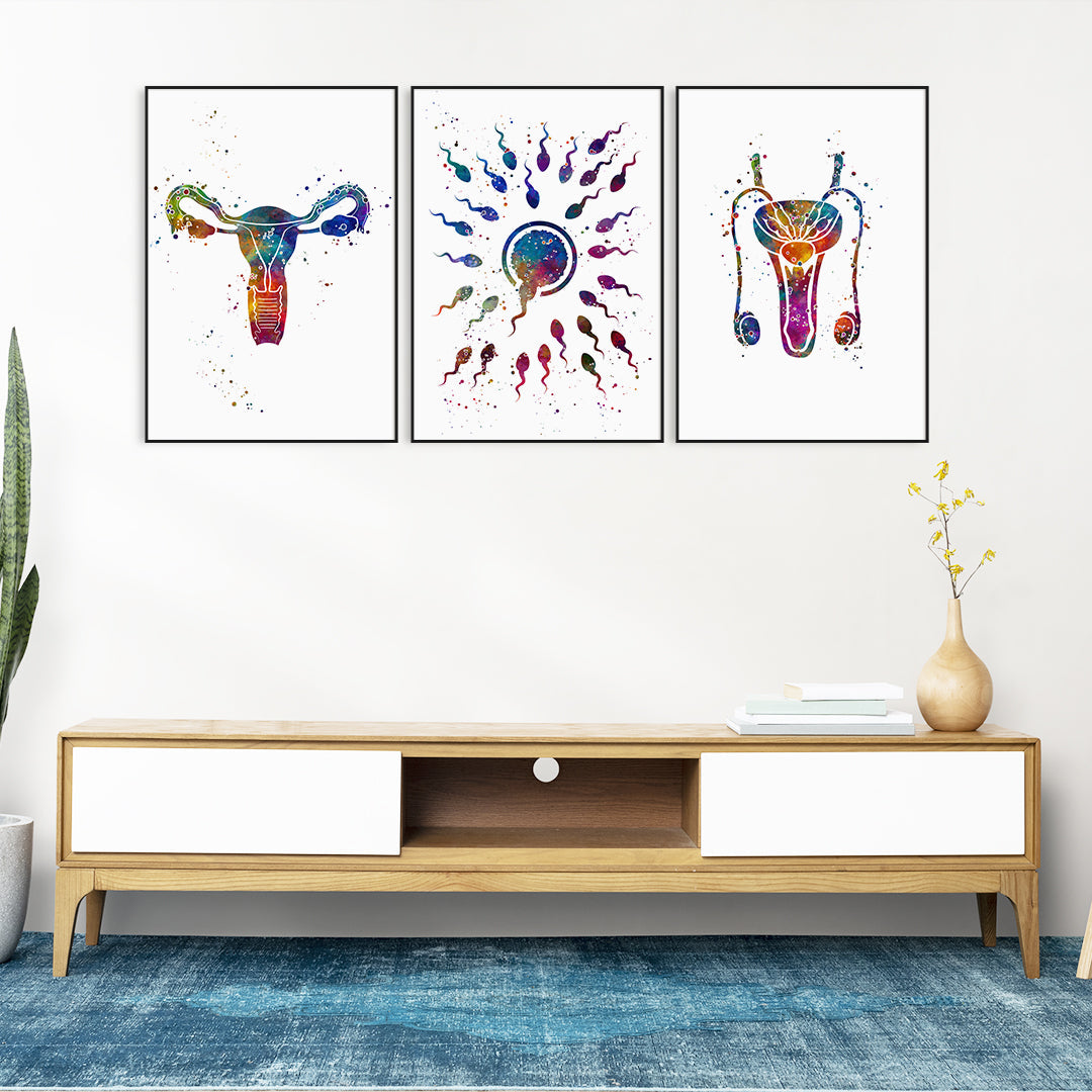 Fertilization Male and Female Reproductive System Set of 3 Prints