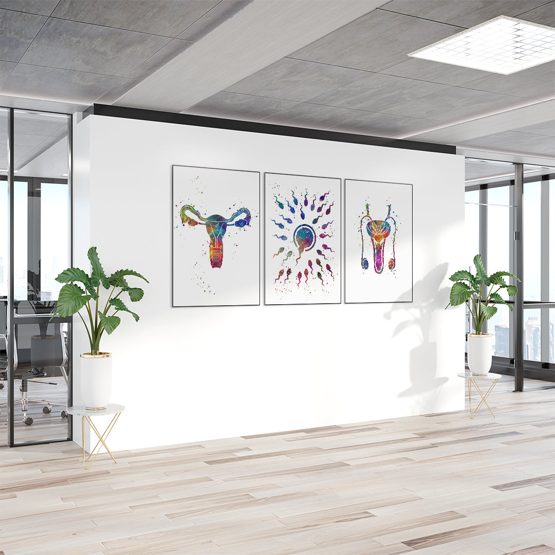 Set of 3 watercolor prints depicting male and female reproductive systems and fertilization, ideal for medical and educational decor