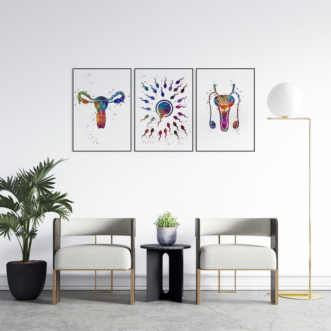 Educational and artistic set of 3 reproductive system prints showing fertilization, ideal for healthcare environments and classrooms