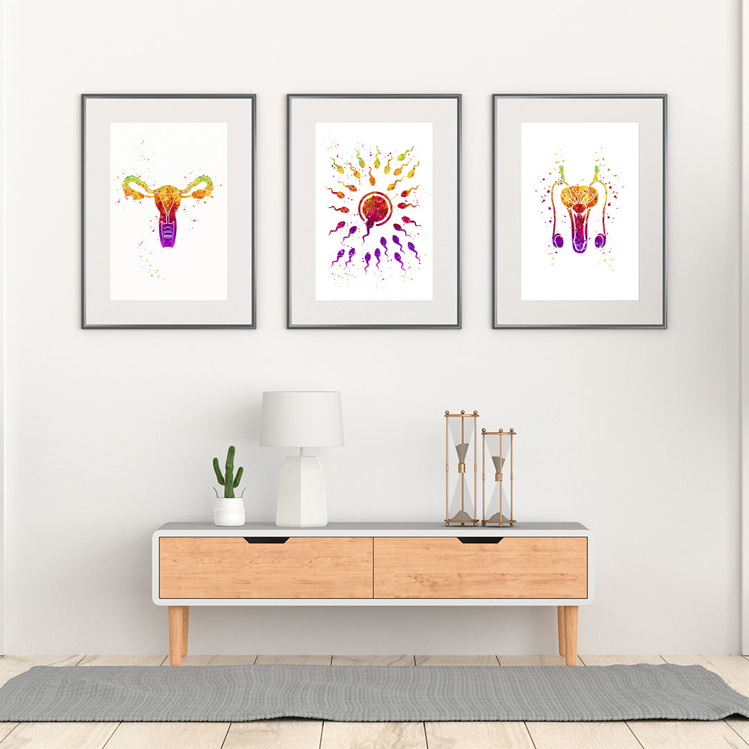 Vibrant anatomical prints of male and female reproductive systems with fertilization, ideal for fertility centers and reproductive health settings