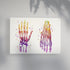 Human Hand and Foot Bones Watercolor Art Print