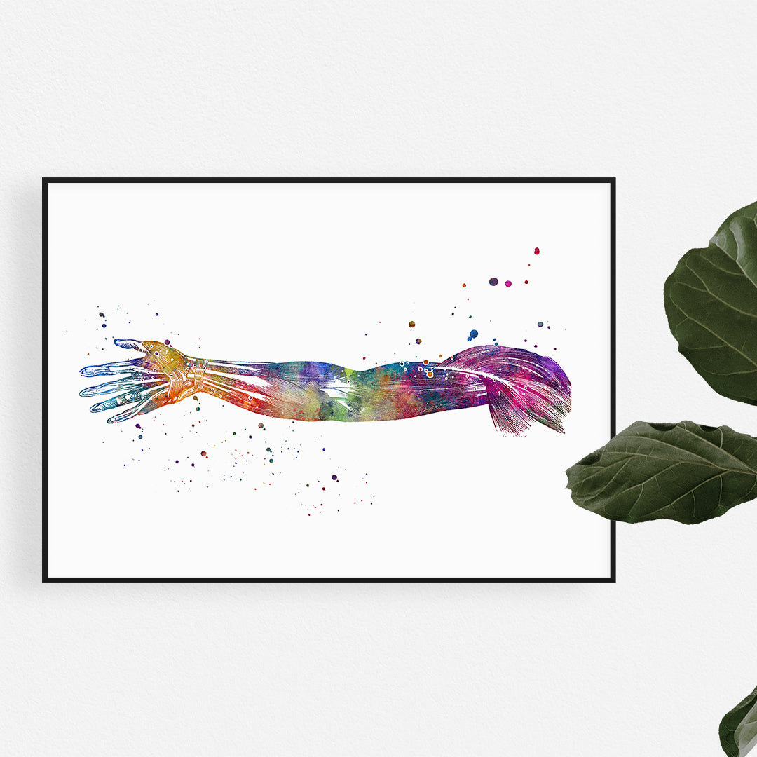 Hand and Arm Muscles, Human Anatomy Art Watercolor Print