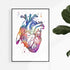 Anatomical heart art print in colorful watercolor for medical office decor