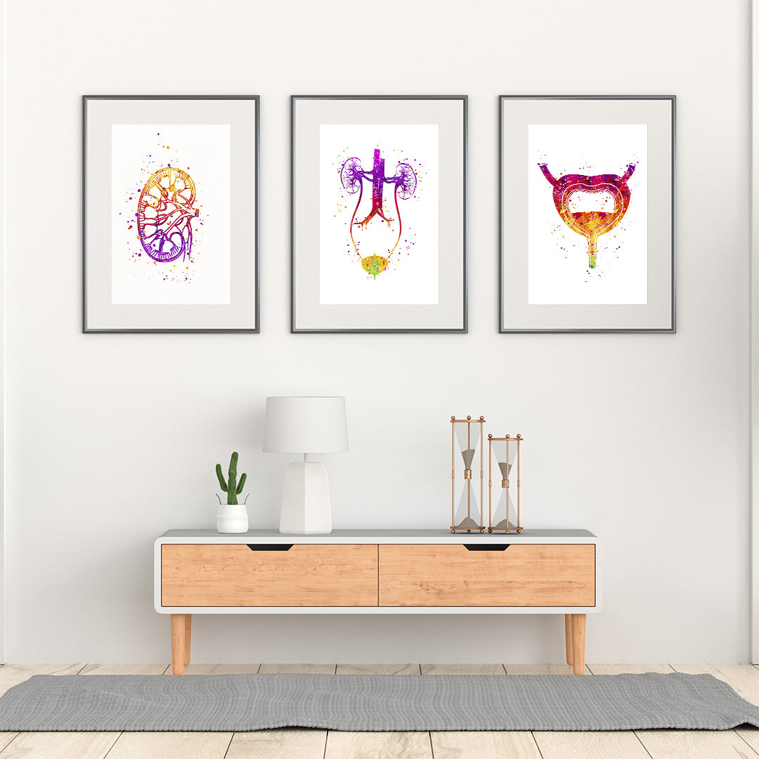 Trio of watercolor urology prints, illustrating kidney, bladder, and urinary tract anatomy, ideal for modern medical spaces