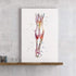 Muscles of the Lower Leg Anatomy Art Watercolor Print