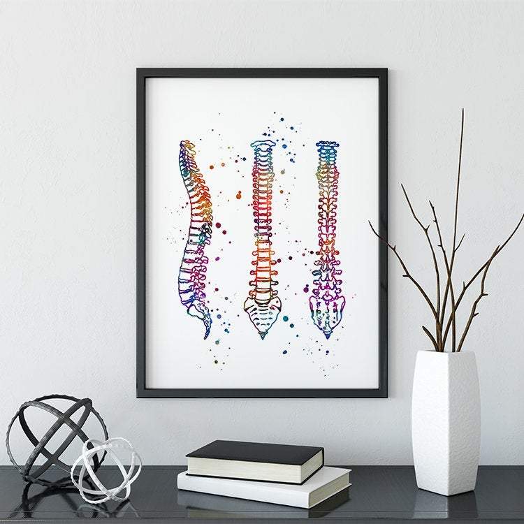 Human Spine Anatomical Watercolor Art Print