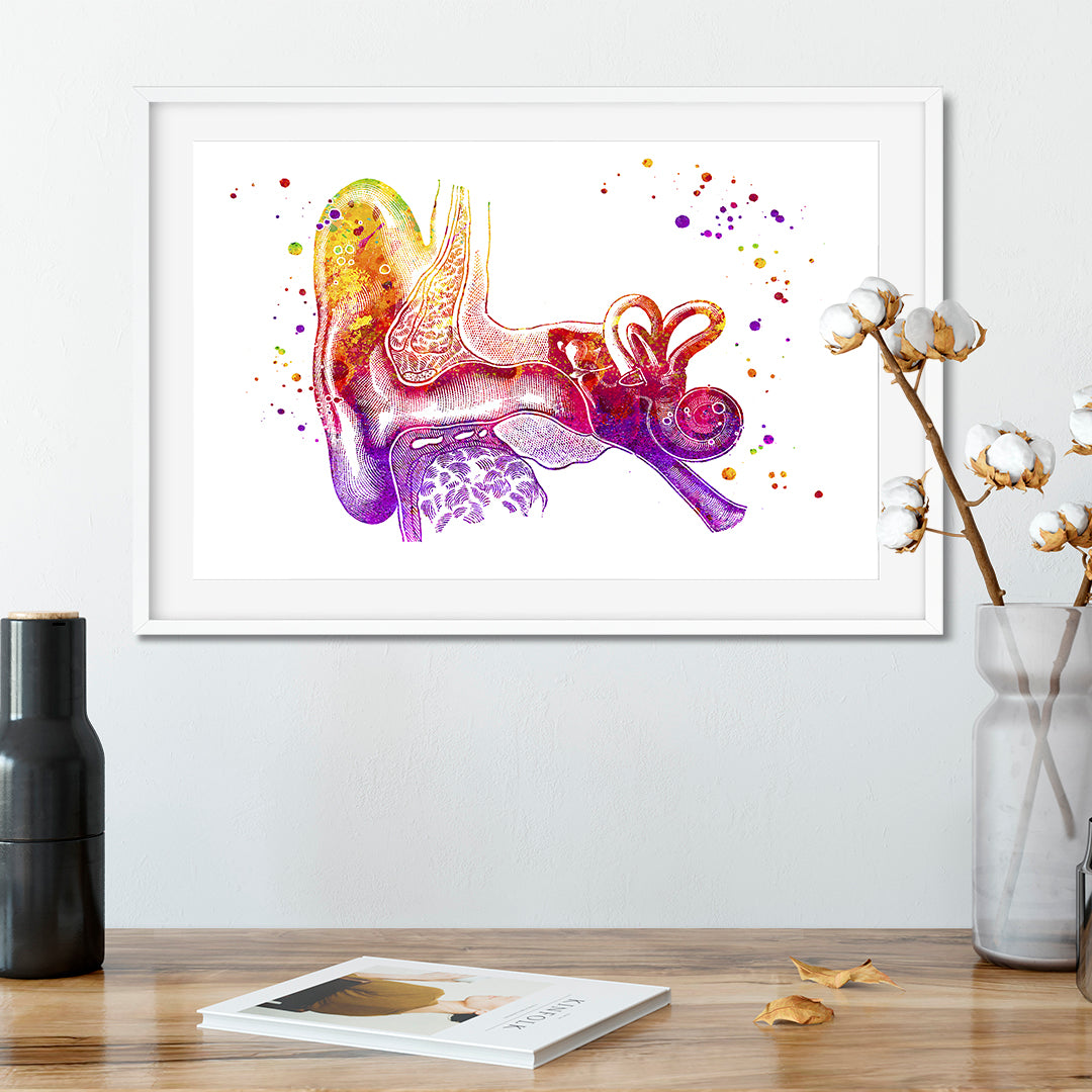 Vibrant ear anatomy print, suited for audiologists, students, or anatomical art lovers