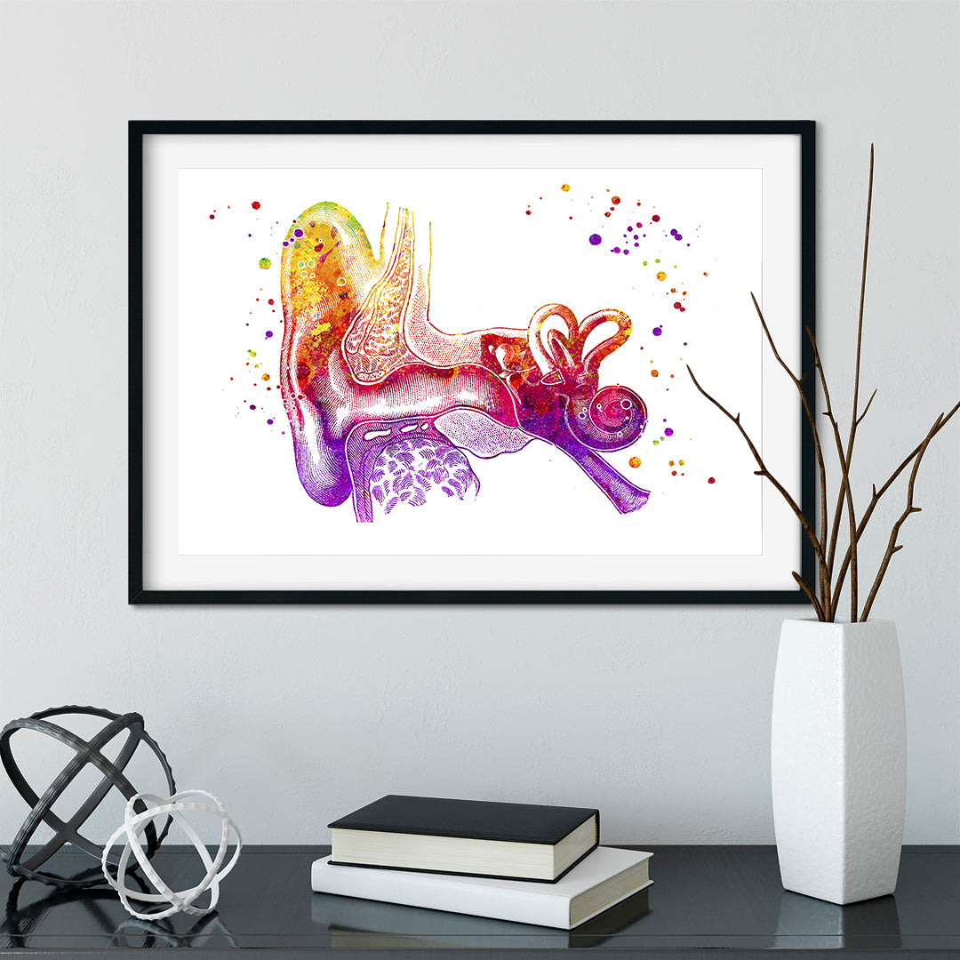 Detailed watercolor art of ear anatomy, a unique addition for audiology and medical offices.