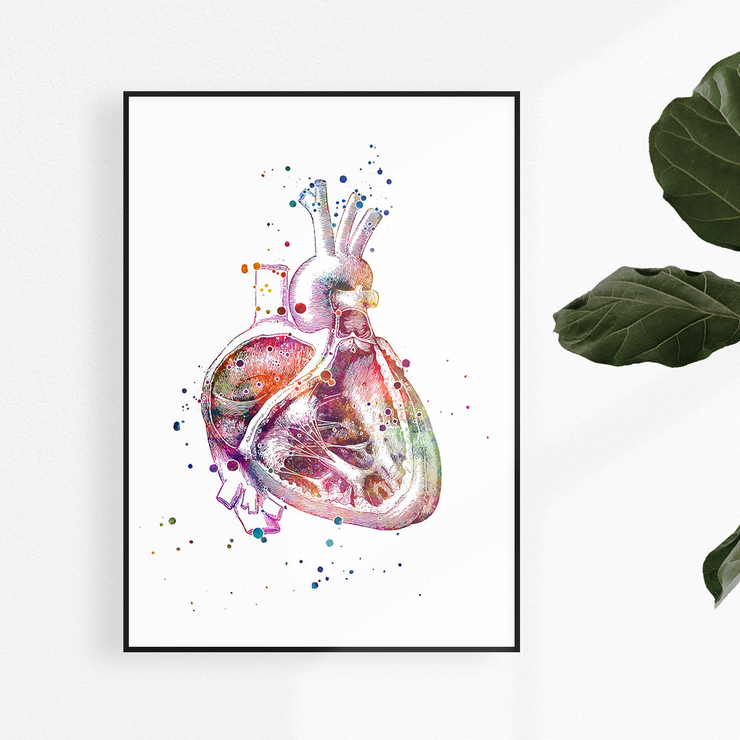 Cross section of the human heart colorful watercolor art Print