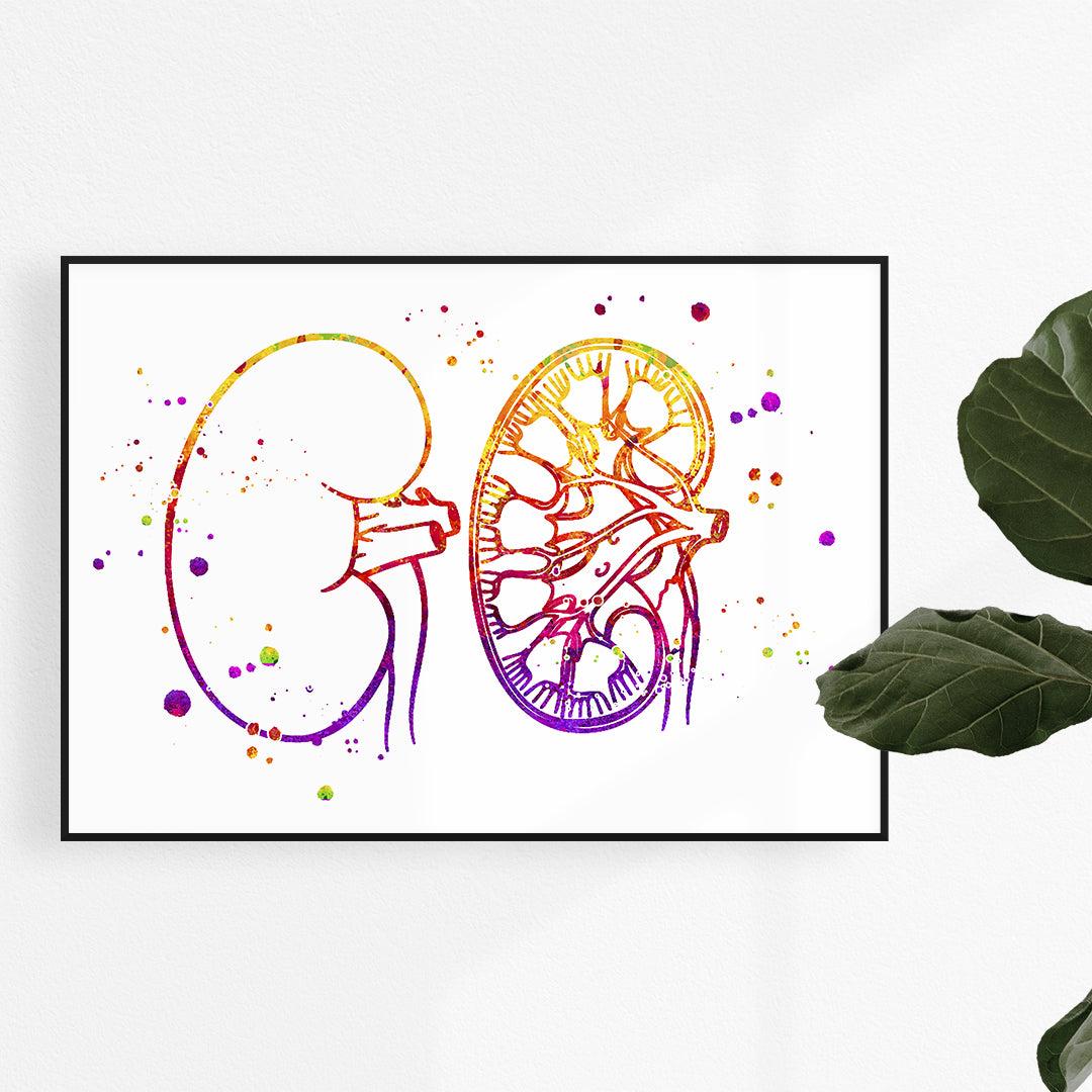 Urology Art, Kidney Anatomy Watercolor Print