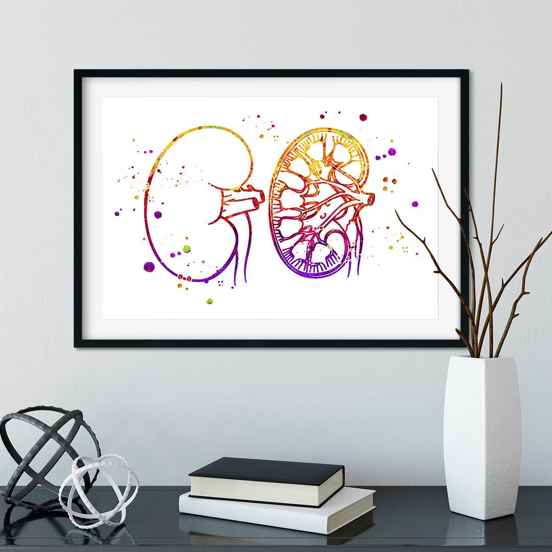 Urology Art, Kidney Anatomy Watercolor Print