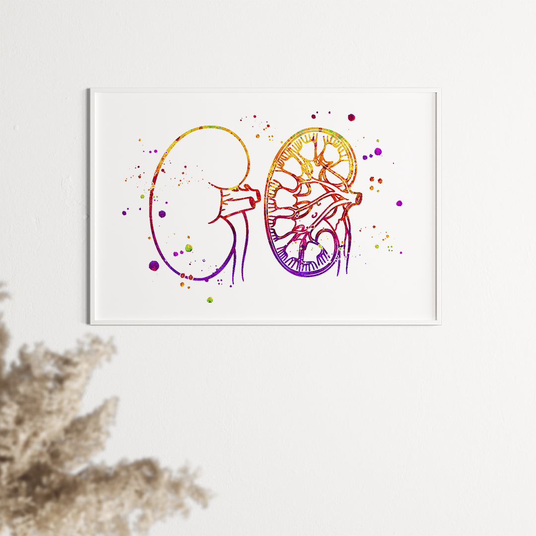 Urology Art, Kidney Anatomy Watercolor Print