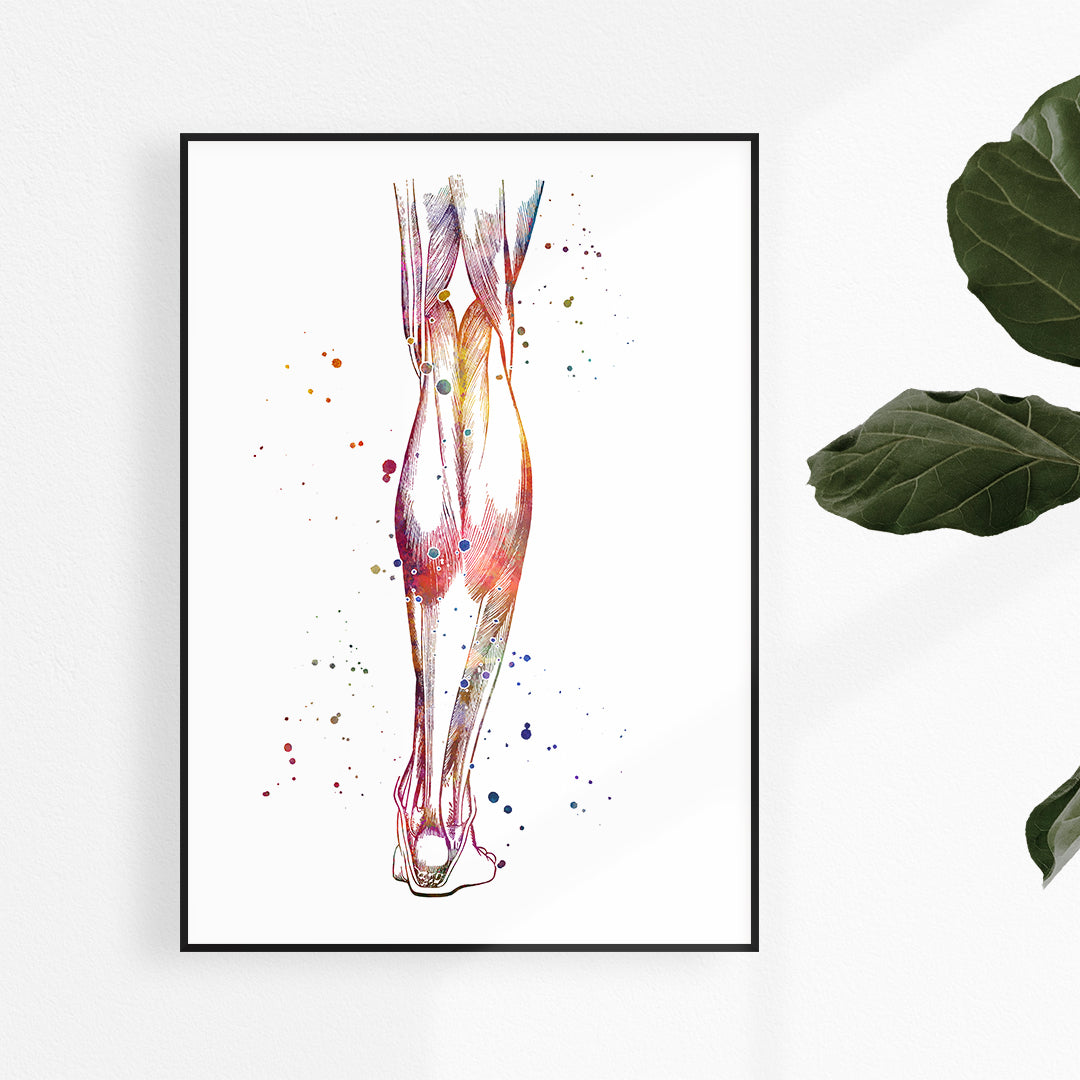 Muscles of the Lower Leg Anatomy Art Watercolor Print for Physical Therapist and Chiropractor office decor