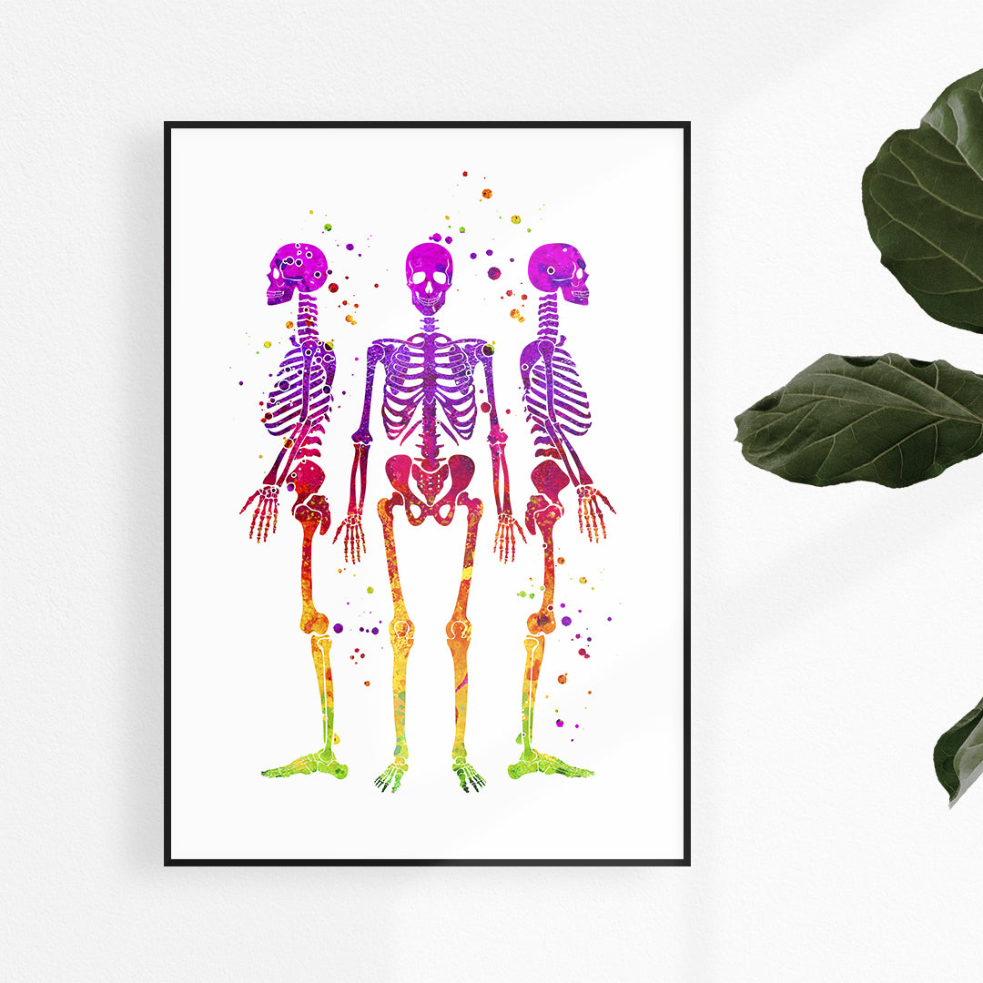 human skeleton anatomical colorful artwork