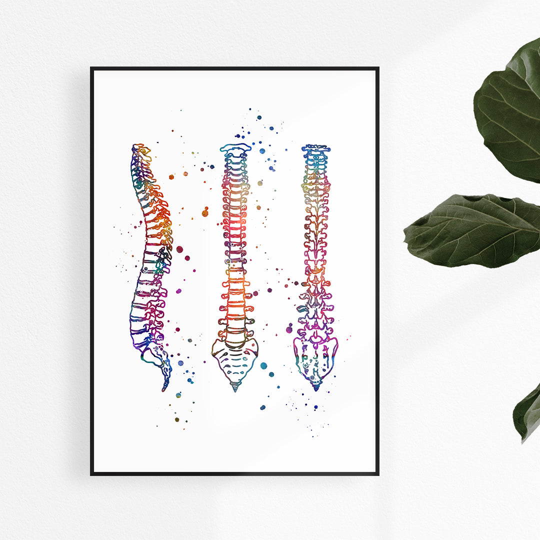 Anatomy art, human spine watercolor print